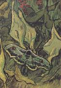 Vincent Van Gogh Death's-Head Moth (nn04) France oil painting artist